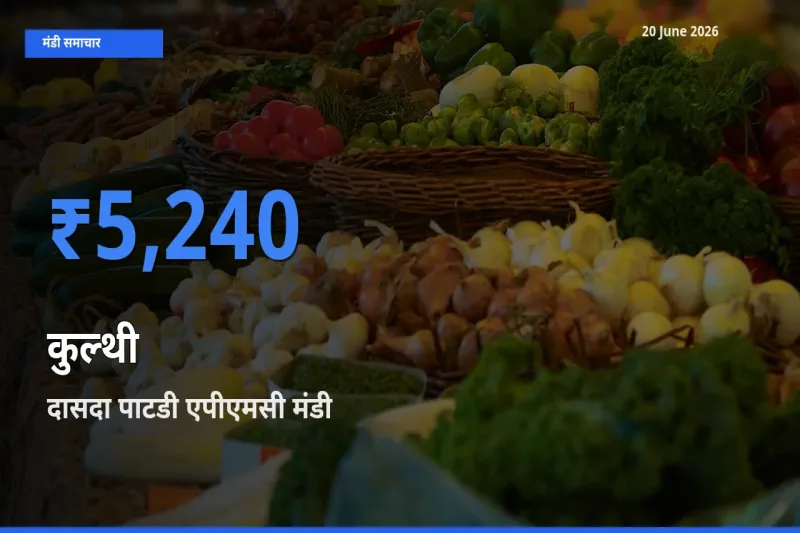 दासदा पाटडी एपीएमसी मंडी में आज कुल्थी के सबसे ऊँचे दाम दर्ज