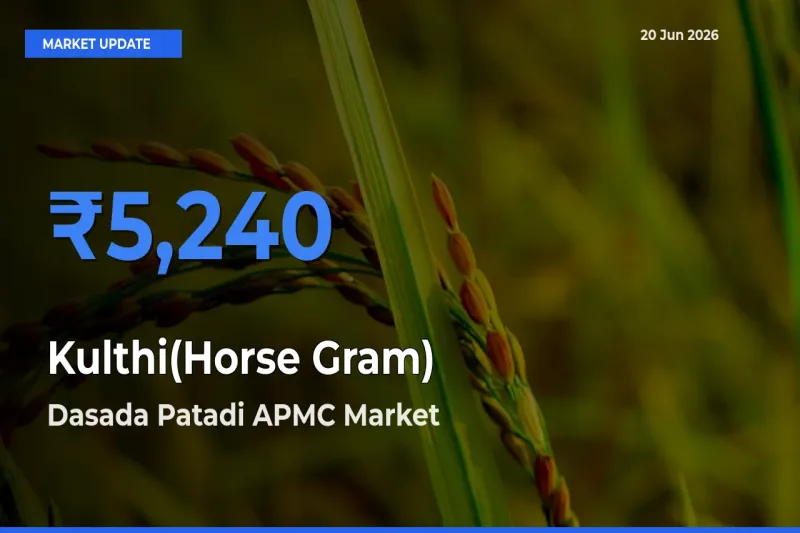 Dasada Patadi APMC Tops Kulthi(Horse Gram) Rates – June 20 Market Update