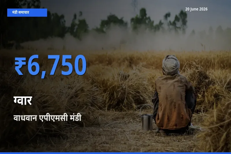 आज ग्वार के सबसे ऊँचे दाम ₹6,750 वाधवान एपीएमसी मंडी में