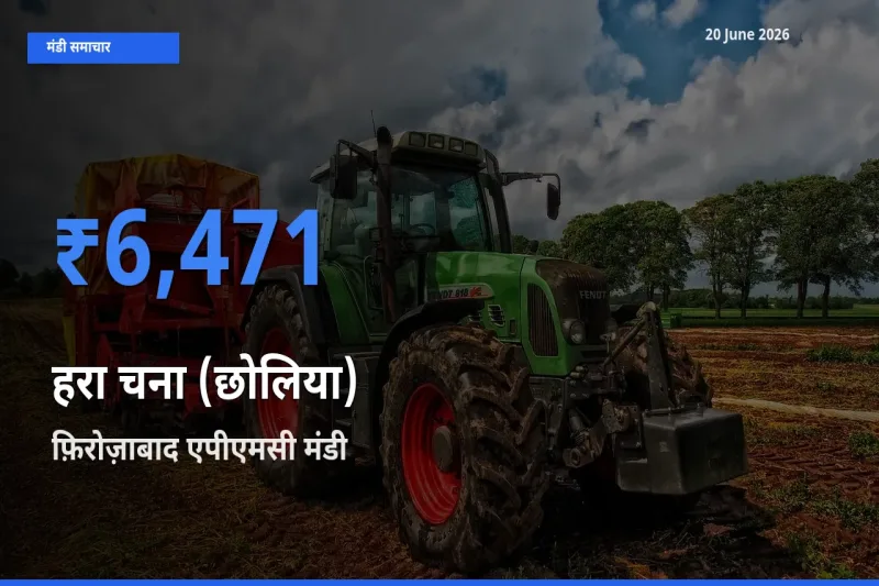 आज हरा चना (छोलिया) के सबसे ऊँचे दाम ₹6,471 फ़िरोज़ाबाद एपीएमसी मंडी में