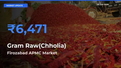 Gram Raw(Chholia) Mandi Rate Today: Firozabad APMC Tops the List