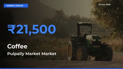 Pulpally Market Tops Coffee Mandi Rates Today