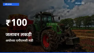 रिकॉर्ड गिरावट नहीं, लेकिन 30 दिन का न्यूनतम! अयोध्या एपीएमसी में जलावन लकड़ी के दाम फिसले