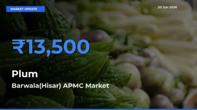 Barwala(Hisar) APMC Tops Plum Mandi Rates Today