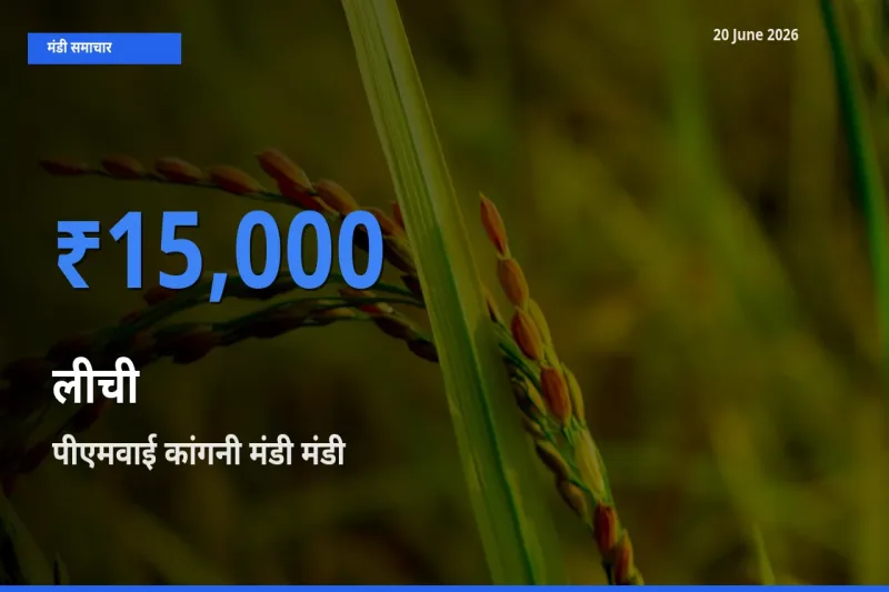 आज लीची के सबसे ऊँचे दाम ₹15,000 पीएमवाई कांगनी मंडी मंडी में