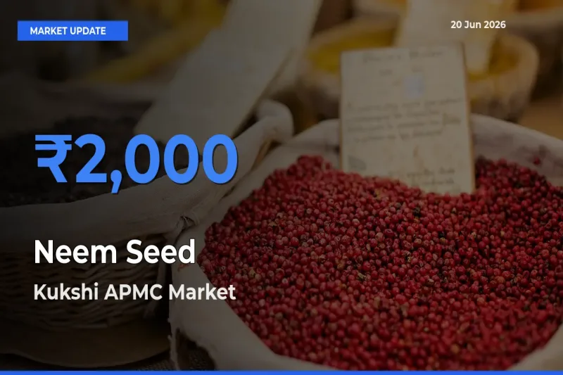 Market Watch: Kukshi APMC Becomes Top Mandi for Neem Seed