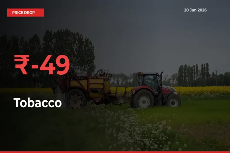 49.45% Drop in Tobacco Prices – Mandi Sees Sudden Fall
