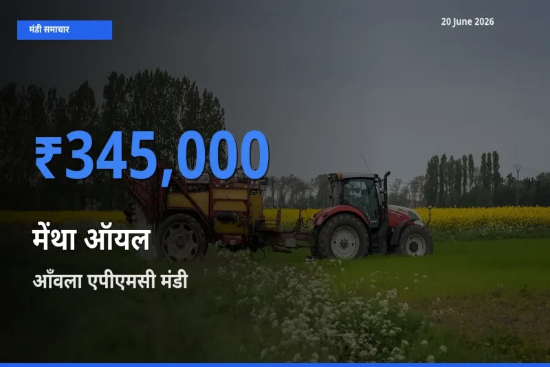 किसानों की पसंद बना आँवला एपीएमसी, मेंथा ऑयल के सबसे अच्छे दाम