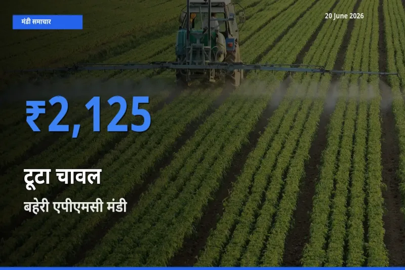 20 June अपडेट: टूटा चावल के सबसे ऊँचे दाम बहेरी एपीएमसी मंडी में