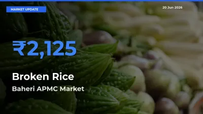Baheri APMC Tops Broken Rice Mandi Rates Today