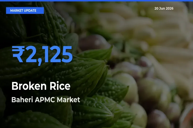 Baheri APMC Tops Broken Rice Mandi Rates Today