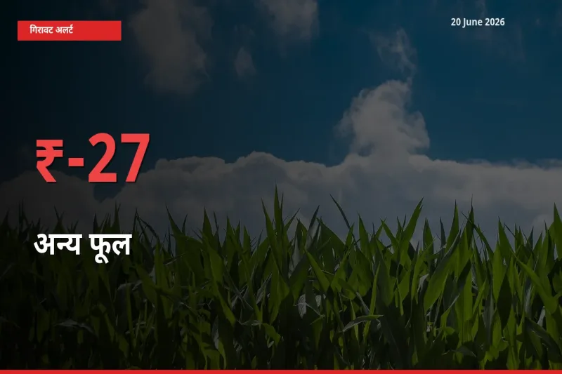 तेज़ गिरावट! मंडी में अन्य फूल के दाम 26.57% लुढ़के