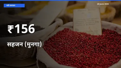 कई मंडियों में सहजन (मुनगा) के भाव एक दिशा में, बाज़ार का रुख साफ