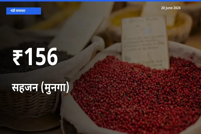 कई मंडियों में सहजन (मुनगा) के भाव एक दिशा में, बाज़ार का रुख साफ