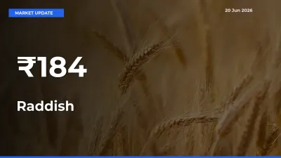 Raddish Mandi Trend Today: Prices Shift Across Multiple Markets