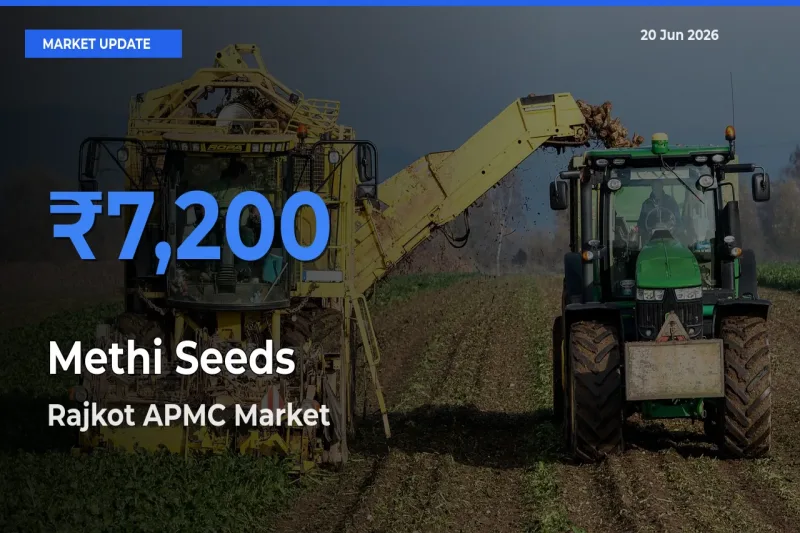 Rajkot APMC Tops Methi Seeds Mandi Rates Today