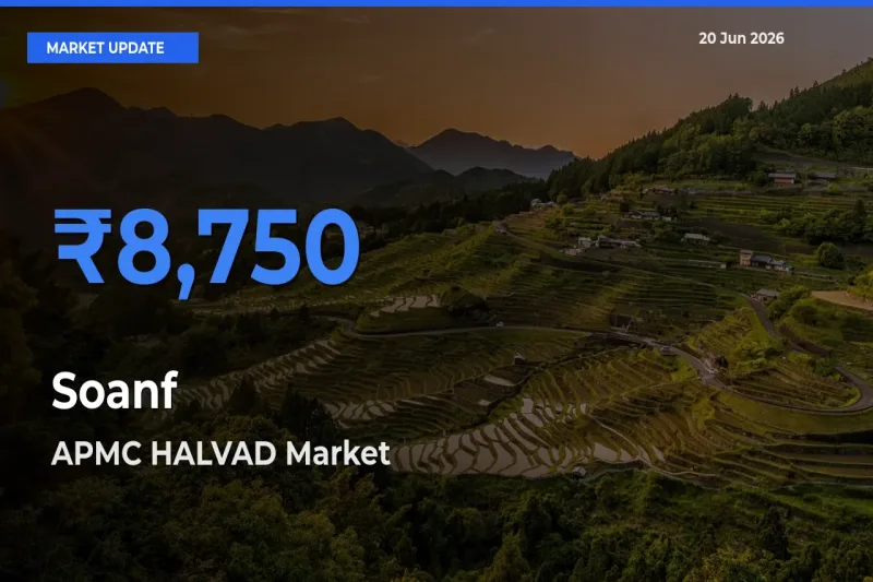 Soanf Mandi Rate Today: APMC HALVAD Tops the List
