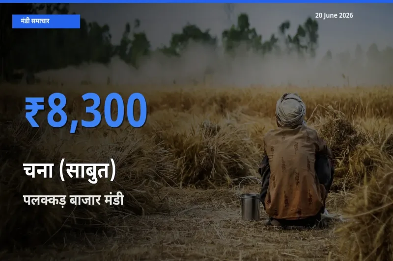 आज चना (साबुत) के सबसे ज़्यादा दाम पलक्कड़ बाजार मंडी में दर्ज