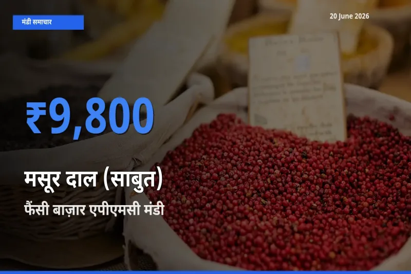 किसानों की पसंद बना फैंसी बाज़ार एपीएमसी, मसूर दाल (साबुत) के सबसे अच्छे दाम