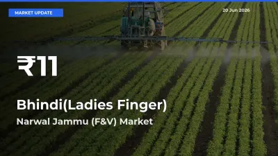 Bhindi(Ladies Finger) Mandi Rate Today: 30-Day Low Recorded in Narwal Jammu (F&V)