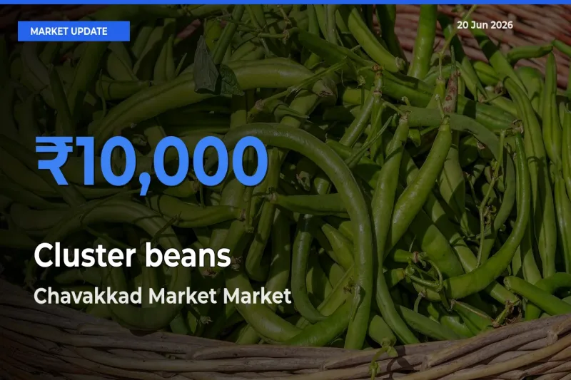 Chavakkad Market Leads as Top Mandi for Cluster beans Prices