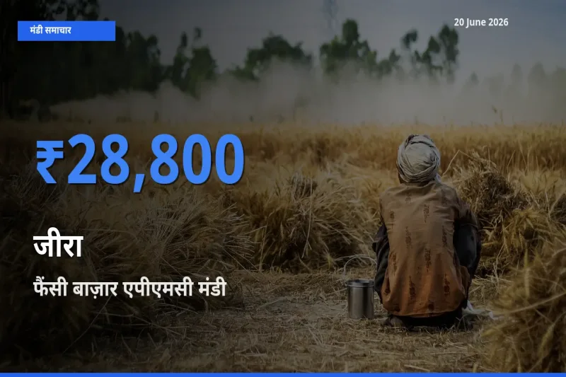 फैंसी बाज़ार एपीएमसी मंडी में आज जीरा के सबसे ऊँचे दाम दर्ज