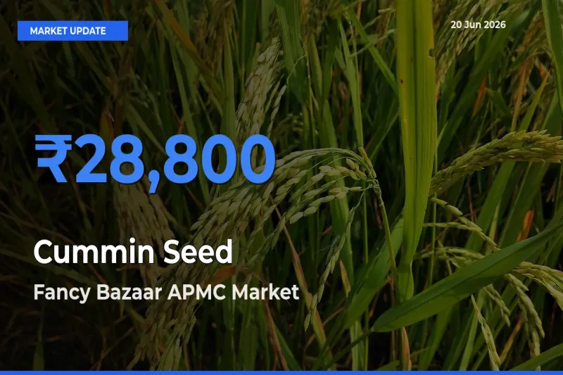 Cummin Seed Mandi Rate Today: Fancy Bazaar APMC Tops the List