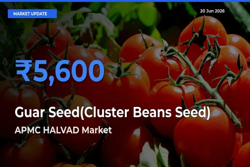 Guar Seed(Cluster Beans Seed) Mandi Rate Today: APMC HALVAD Tops the List