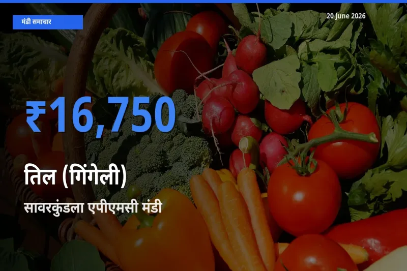 टॉप मंडी बना सावरकुंडला एपीएमसी! तिल (गिंगेली) के सबसे ऊँचे दाम यहीं दर्ज