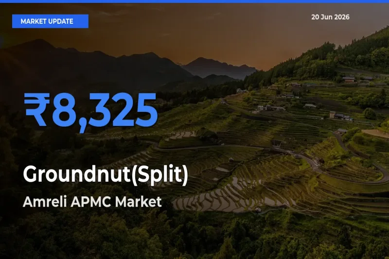 Farmers Prefer Amreli APMC as Groundnut(Split) Hits Highest Rate