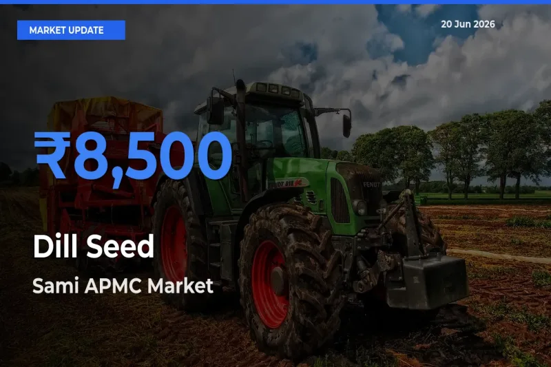 Sami APMC Emerges as Top Mandi for Dill Seed Prices Today