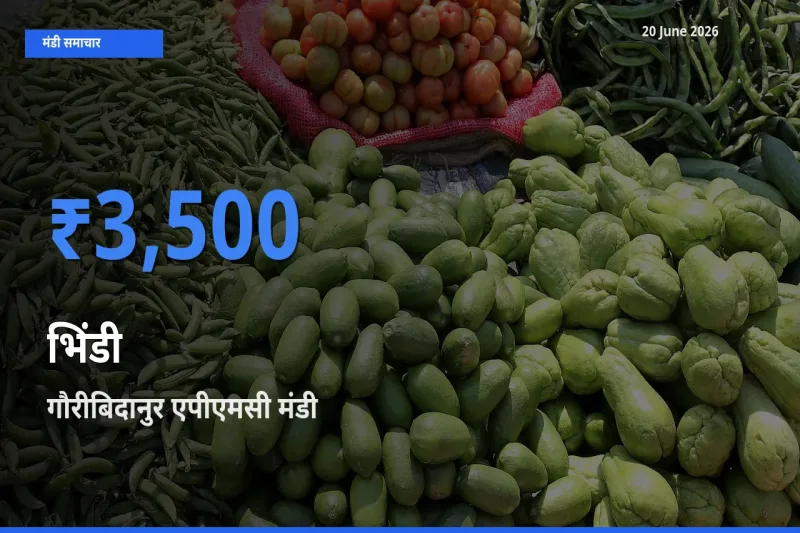 गौरीबिदानुर एपीएमसी में भिंडी का आज सबसे ऊँचा भाव