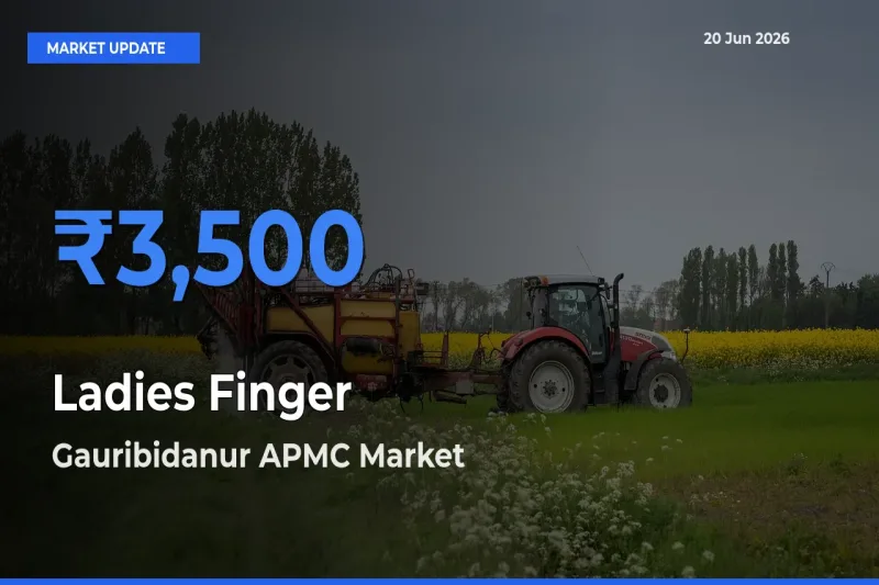 Top Performer! Gauribidanur APMC Offers Best Ladies Finger Price Today
