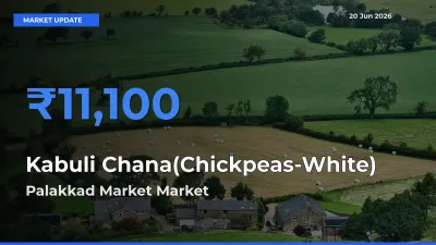 Palakkad Market Records Highest ₹11,100 Rate for Kabuli Chana(Chickpeas-White)