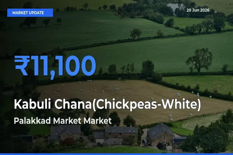 Palakkad Market Records Highest ₹11,100 Rate for Kabuli Chana(Chickpeas-White)