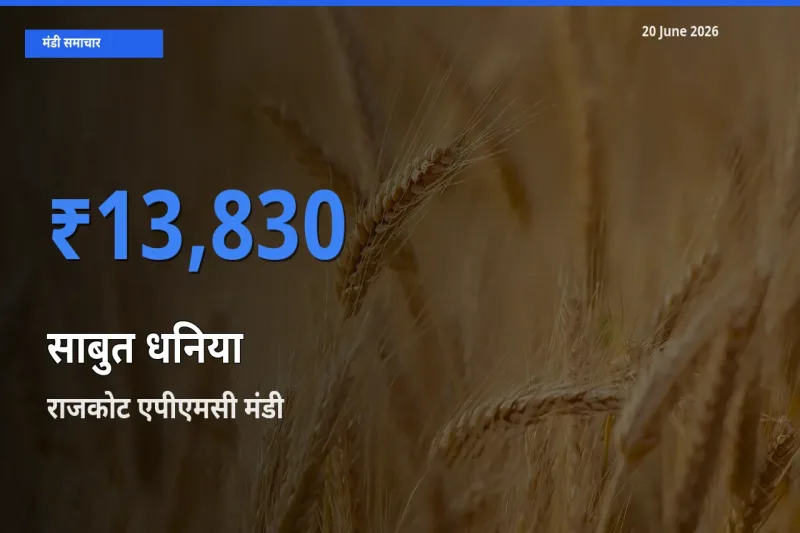 आज का मंडी भाव: साबुत धनिया के सबसे ज़्यादा दाम राजकोट एपीएमसी में