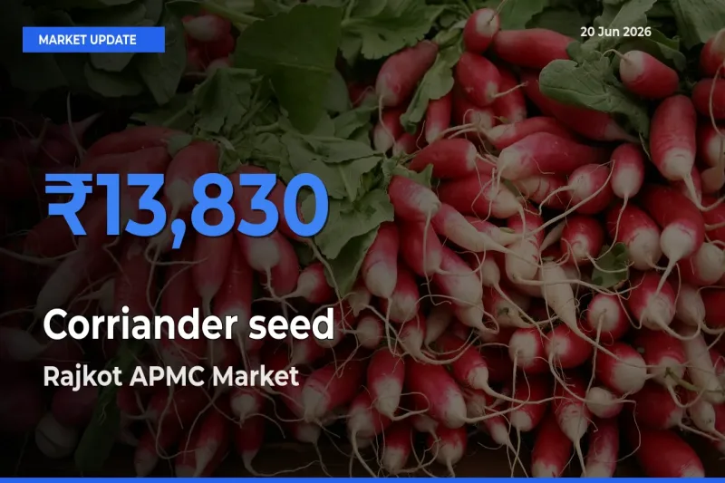 Corriander seed Mandi Rate Today: Rajkot APMC Tops the List