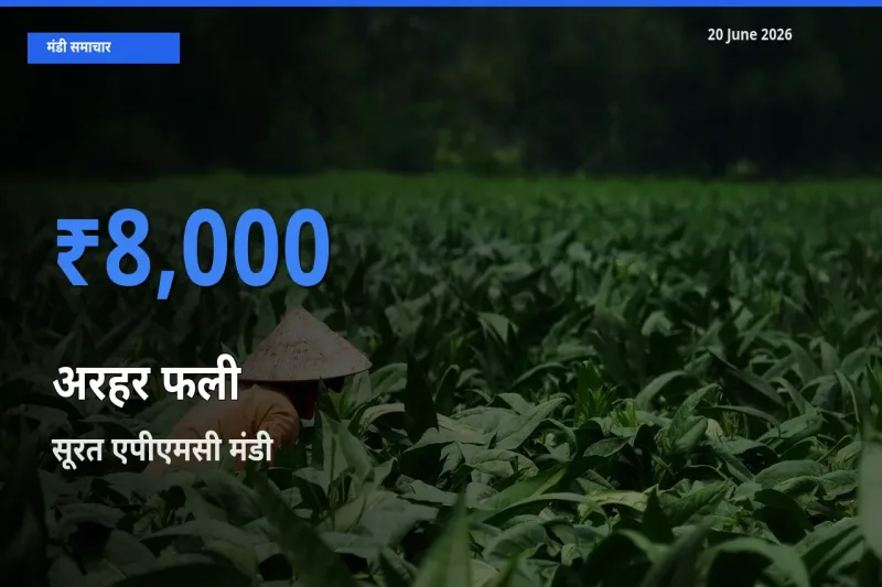 आज का मंडी भाव: अरहर फली के सबसे ज़्यादा दाम सूरत एपीएमसी में