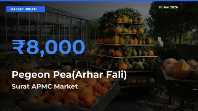 Surat APMC Tops Pegeon Pea(Arhar Fali) Rates – June 20 Market Update
