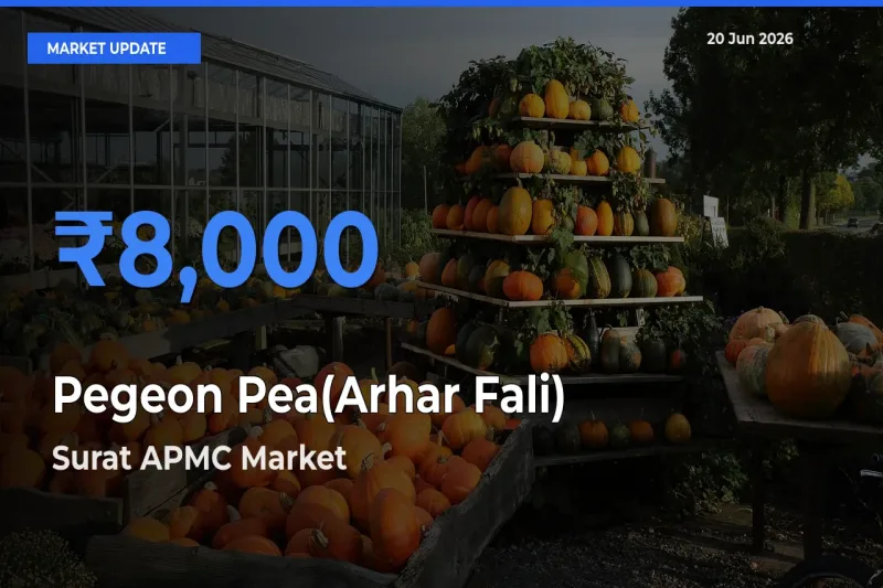 Surat APMC Tops Pegeon Pea(Arhar Fali) Rates – June 20 Market Update
