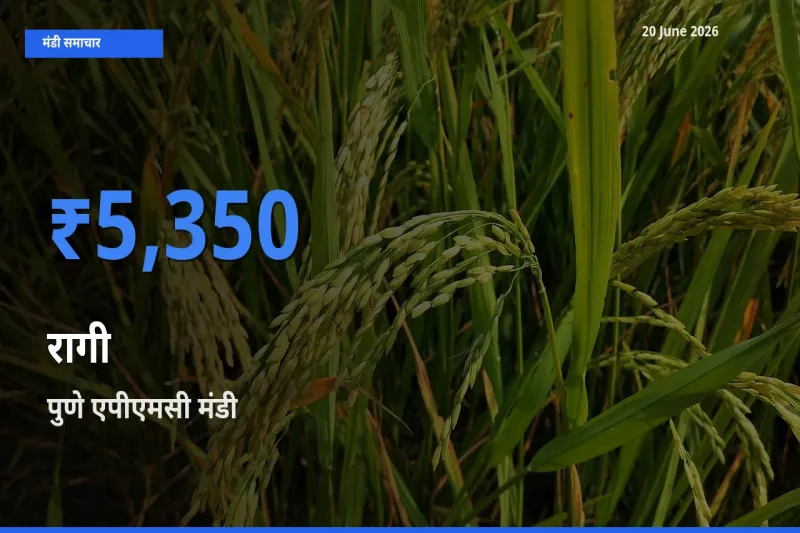 आज रागी के सबसे ऊँचे दाम ₹5,350 पुणे एपीएमसी मंडी में
