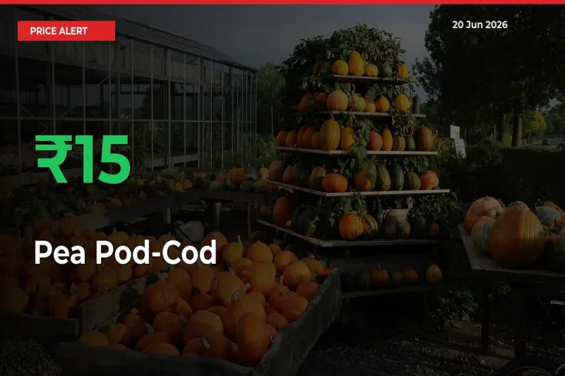 15.42% Spike in Pea Pod-Cod Prices – Mandi Sees Sudden Rally