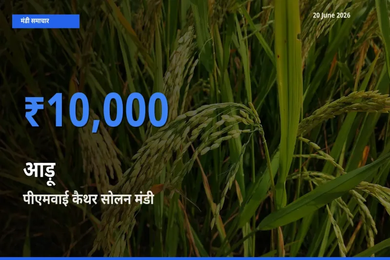टॉप मंडी बना पीएमवाई कैथर सोलन! आड़ू के सबसे ऊँचे दाम यहीं दर्ज