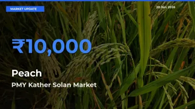 PMY Kather Solan Emerges as Top Mandi for Peach Prices Today