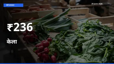236+ मंडियों में केला के दामों का एक जैसा ट्रेंड