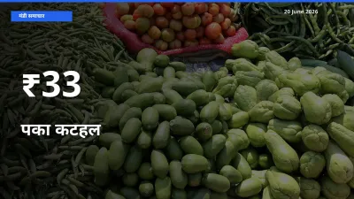 20 June अपडेट: पका कटहल के दाम कई मंडियों में एक जैसा रुझान