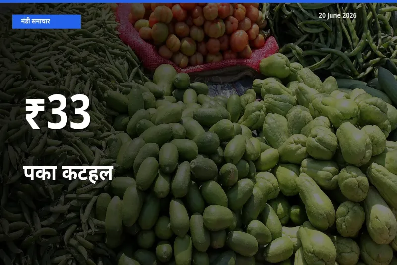20 June अपडेट: पका कटहल के दाम कई मंडियों में एक जैसा रुझान
