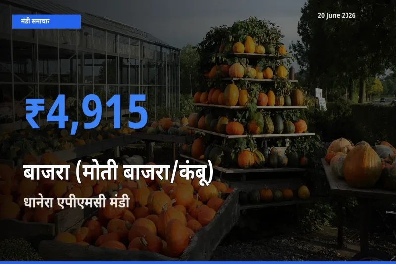 किसानों की पसंद बना धानेरा एपीएमसी, बाजरा (मोती बाजरा/कंबू) के सबसे अच्छे दाम