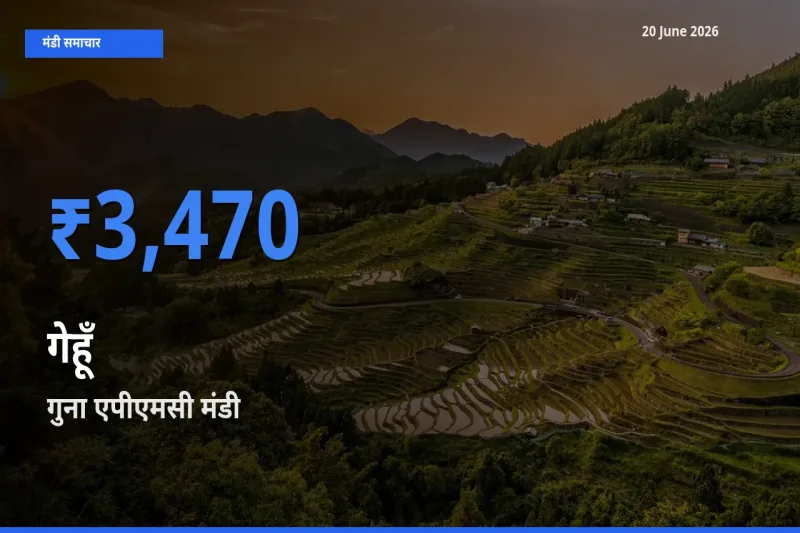 किसानों की पसंद बना गुना एपीएमसी, गेहूँ के सबसे अच्छे दाम