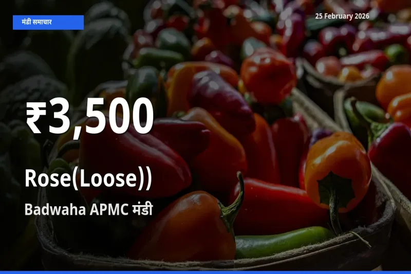 Rose(Loose)) के दामों में गिरावट, Badwaha APMC में 30 दिन का न्यूनतम भाव